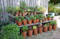 Geranium collection in pots 