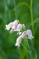 Catchfly, Silene vulgaris 