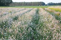 Seed cultivation of catchfly, Silene 