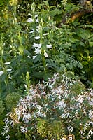 Bellflower and trefoil, Campanula latifolia, Gillenia trifoliata 