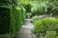 Paths in the garden with yew hedge, taxus 