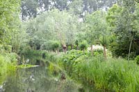 Willows on the banks, Salix 