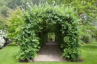Arbor with espalier quince, Cydonia oblonga 