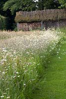 Wildflower meadow with daisies and grasses, Leucanthemum vulgare 