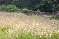 Wildflower meadow with daisies and grasses, Leucanthemum vulgare 