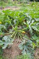 Zucchini with mulch, Cucurbita pepo 