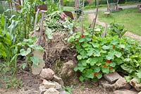 Compost with nasturtium, Tropaeolum majus 