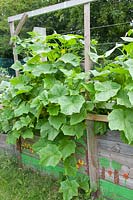 Pumpkin in raised bed, Cucurbita pepo 