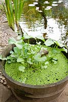 Aquatic plants in wooden barrel 