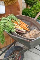 Carrots and potatoes, Daucus carota, Solanum tuberosum 