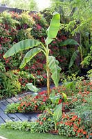 Jungle-like planting with banana and busy Lizzies, Musa, Impatiens walleriana 