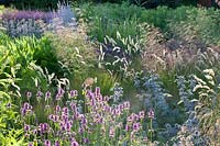 Perennial bed with Stachys monnieri Hummelo, Eryngium bourgatii, Melica ciliata, Deschampsia cespitosa 