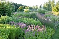 Perennial garden with Stachys monnieri Hummelo, Eupatorium maculatum Snowball, Echinacea pallida, Melica ciliata, Sporobolus heterolepis 