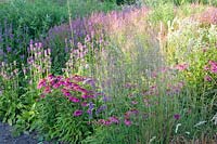 Perennial bed, Echinacea purpurea, Stachys monnieri Hummelo, Lythrum virgatum Swirl 