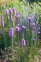 Liatris spicata, Perovskia atriplicifolia Little Spire 