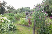 Garden with annual summer flowers, Lathyrus odoratus 