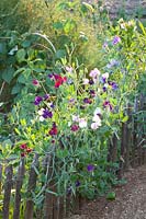 Sweet peas on the fence, Lathyrus odoratus 