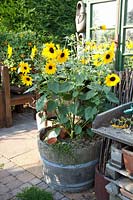 Sunflower in a wooden barrel, Helianthus annuus 