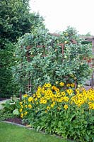 Apple espalier on an old window, Malus domestica 