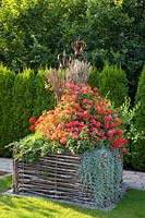 Planter made of hazel rods, Pelargonium 