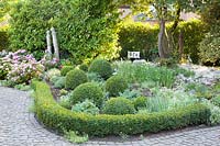 Bed with boxwood balls, Buxus 