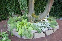 Raised bed under pruned hornbeam 