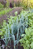 Bed with carrots, basil, radish and leek, Daucus carota, Ocimum basilicum African Blue, Raphanus sativus, Allium porrum 