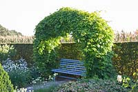 Seating area with arch made of hops, Humulus lupulus 