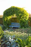 Seating area with arch made of hops, Humulus lupulus 