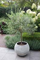 Olive tree in pot, Olea europaea 