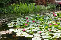 Water lilies in the pond, Nymphaea 