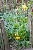 Zucchini, Cucurbita Gold Rush 