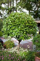 Photinia fraseri as a standard tree 