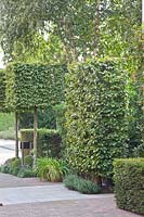 Cubes and privacy screen made of hornbeam in the front garden, Carpinus betulus 
