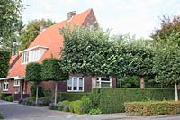 Cubes of hornbeam and lime espalier in the front garden, Carpinus betulus, Tilia cordata 