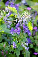 Perennial clematis and monkshood, Clematis hercleifolia, Aconitum 