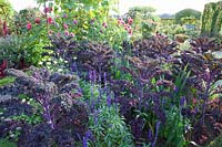 Bed with purple kale and mealy sage, Brassica oleracea Redbor, Salvia farinacea 