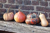 Pumpkins Futsu Black, Hokkaido, Bishop's Hat, Butternut 