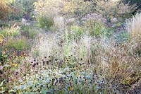 Seed heads and grasses in the autumn garden, Helenium, Deschampsia cespitosa 