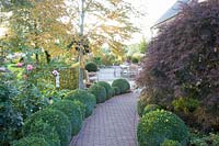 Path and terrace in autumn, Cercidiphyllum japonicum 