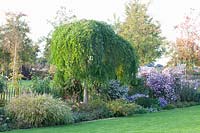 Bed with pagoda tree and asters, Sophora japonica Pendula 