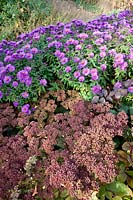 Combination of asters and stonecrop, Aster dumosus Purple Dome, Sedum Matrona 