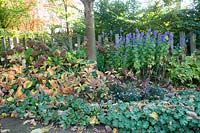 Perennial bed in autumn, Aconitum, Rodgersia, Alchemilla mollis, Bergenia, Hosta, Hydrangea arborescens Annabelle 