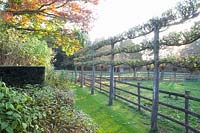 Lime espalier, Tilia cordata 