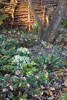 Snowdrops and Lenten roses, Galanthus nivalis, Helleborus orientalis 