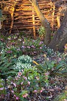 Snowdrops and Lenten roses, Galanthus nivalis, Helleborus orientalis 