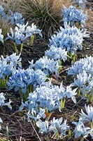 Reticulated Iris, Iris reticulata Sheila Ann Germany 