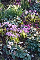 Bed with crocus, winter cyclamen and snowdrops, Crocus tommasinianus, Cyclamen coum, Galanthus 