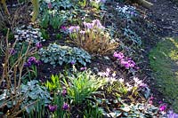 Bed with crocus, winter cyclamen and snowdrops, Crocus tommasinianus, Cyclamen coum, Galanthus 