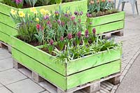 Bulb flowers in wooden container made of pallets 